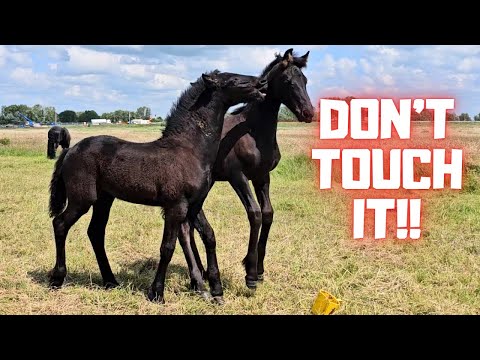 Playing with the yellow scoop | Dirty under the tail | Walking on a halter | Friesian Horses