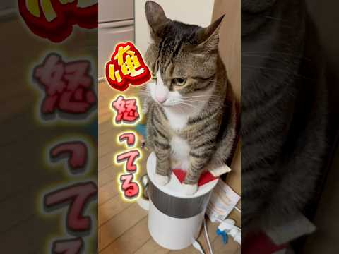 今度は球太遊んで貰えたかな？#cats #short#球太