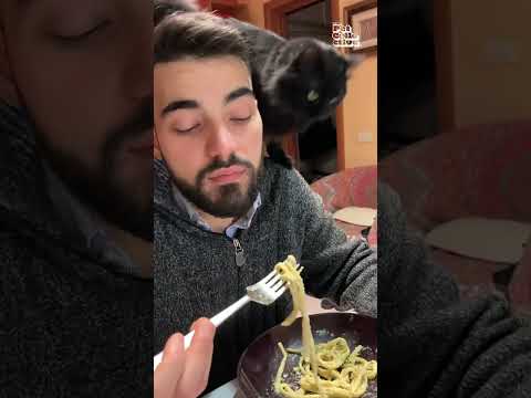 Cat Thief Steals Pasta  Pasta Off Fork