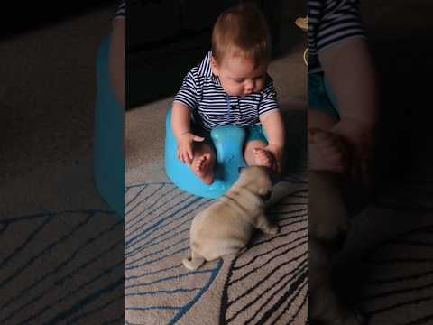 baby and dog 🐶 #shorts #cutebaby #viral #ytshorts #puppy #dog #reels