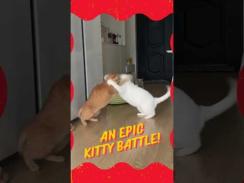 Battle Royale: Cats in Combat Mode