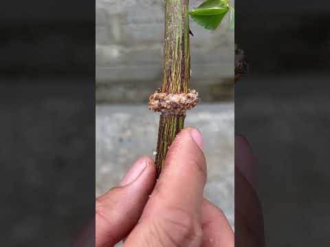 The miracle of extracting rose branches with powdered stone