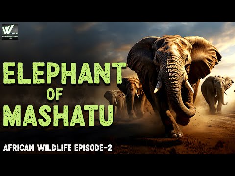 दुनिया के सबसे ताकतवर जानवर | Elephant of Mashatu African wildlife Episode -2 | World Documentary HD