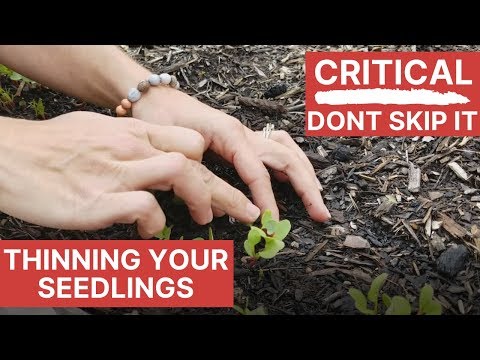 One of The Biggest Mistakes Beginner Gardeners Make