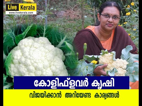 കോളിഫ്ലവർ കൃഷി #Cauliflower