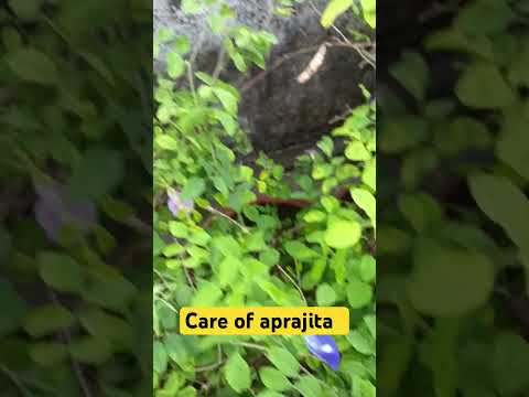 Aparjita flower " tip : watering with alum water every month result lot of flowering #gardening