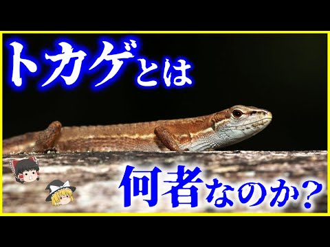 【ゆっくり解説】すべてのトカゲの祖先メガキレラとは…？「トカゲ」とは何者なのか？を解説/地球上で最も栄えている爬虫類の不思議な生態