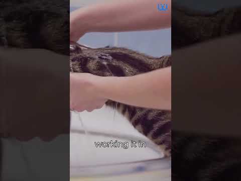 How To Bathe A Cat| Waggle