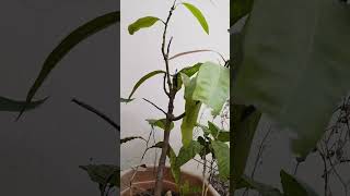 mango 🥭 tree new leaves grow after cutting #mangotrees #trending #plant #shorts #viral