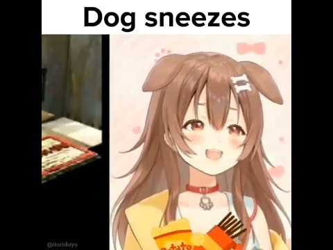 Dog sneezes