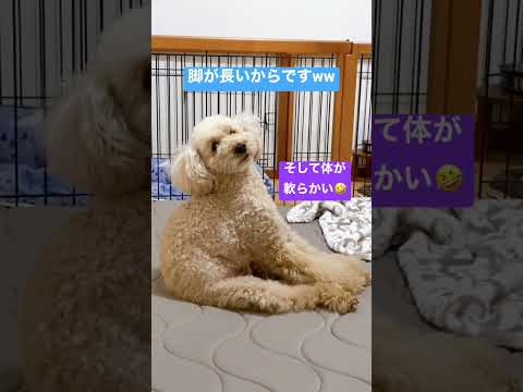 【子供のように座る犬】#トイプー #前屈 #くつろぎ中 #脚長