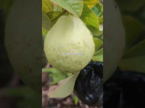 #shorts #shortsviral #guavatree #growguavatree #youtubeshorts #tropicalfruit #share #subscribe