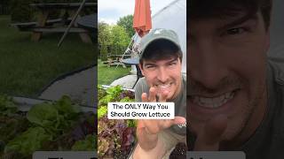 The ONLY Way You Should Grow Lettuce #gardening #garden #gardeningtips #shorts