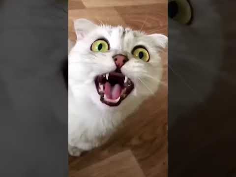 Cute pussey #funny #comedy #cat #catlover #memes #shortvideo #viral #satisfying