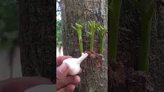 Growing Mango Tree Cutting With garlic! How To Graft Mango #gardening #mangotrees #fruittree