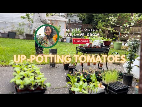 Up-potting My Tomatoes | WA Zone 8b Garden Diaries