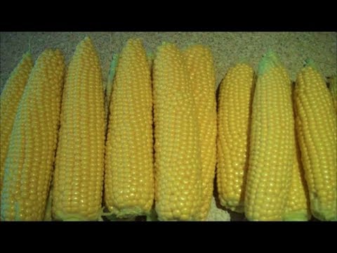 How to Grow Sweetcorn