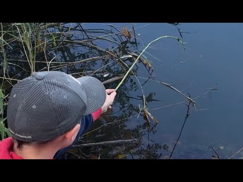 Perch Fishing with a stick by Family Adventures