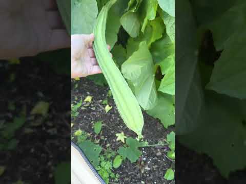 Growing Loofah Ridge Gourds