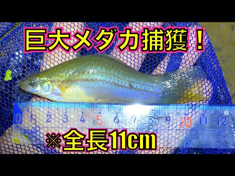 沖縄で幻の巨大メダカを捕まえる（ツルギメダカ／グッピー／ソードテール／外来生物／巨大魚＆外来魚ハント）