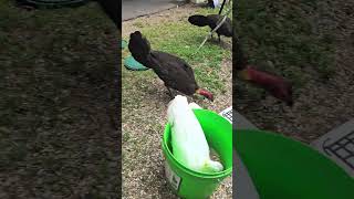 Bob of the Bucket, and other birbs. Wild cockatoos,  lorikeets, and brush turkeys