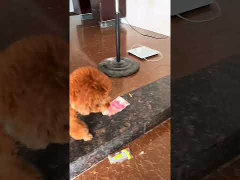 Adorable Mixed Breed Cutie, Obsessed with Teddy Moo-Moo! #CutePuppiesAndCuteKids...