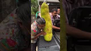 Cutting world biggest jackfruit#streetfood#food#sweet#delicious#foodlover#foodie#shorts#subscribe