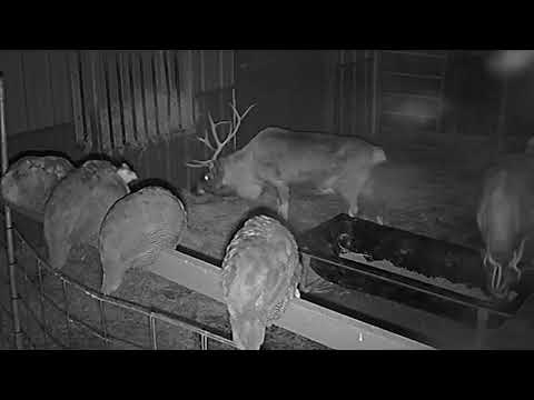 ReindeerCam Live Stream