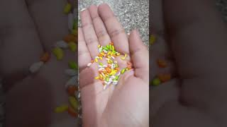 colour fennel seeds taste like paan