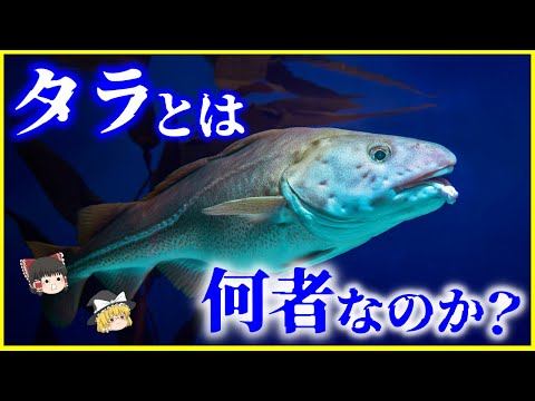 【ゆっくり解説】「鱈」が原因で戦争！？大航海時代を支えた「タラ」とは何者なのか？を解説