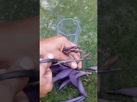 How to Propagate Purple heart Plant in water.#garden #shorts