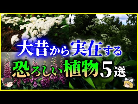 【ゆっくり解説】ヤバい毒…大昔から実在する「恐ろしい植物」5選を解説/人を死に至らせるヤバい植物の生態とは