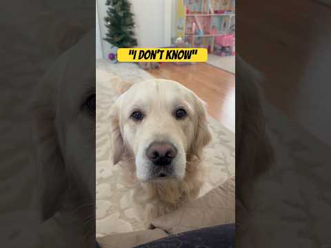 Dog conversation are the best! #goldenretriever #golden #cutedog #bark #funny #dog