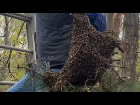 2nd largest honeybee swarm we have ever had the pleasure of saving long version