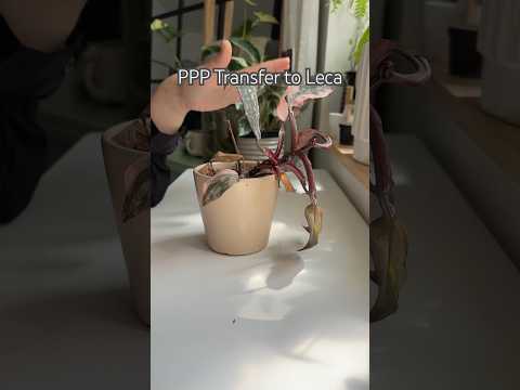 PPP #shorts #houseplants #plants #repotting #garden #indoorplants #plantcare #plant