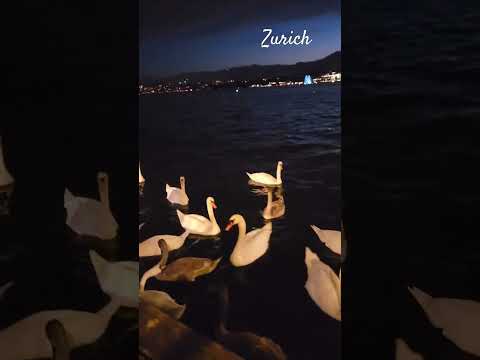 "Charming Swans and Ducks on Zurich's Riverfront".Switzerland. #switzerland