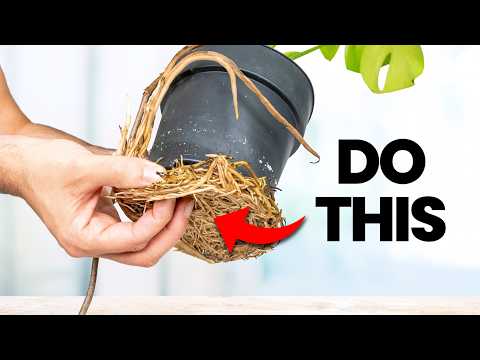 10 MUST DO Plant Tasks in September