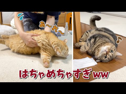 簡単に捕獲される猫と狂ったように楽しくなっちゃう猫w【ブラッシング】