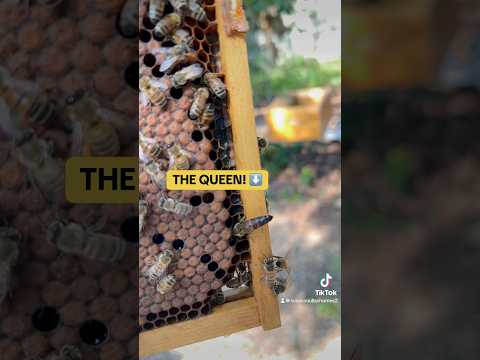 Beekeeping in Quick, SLO and Regular Mo. #honeybee #bee #nature #homestead #video #godsavethequeen