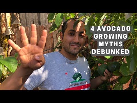 4 Avocado Growing Myths Debunked!