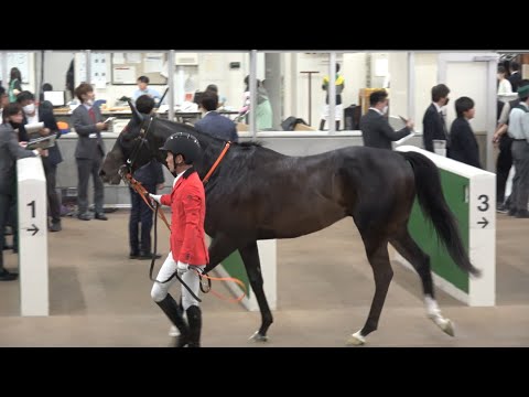 【NHKマイルカップ】漆黒の馬体が美しいジャンタルマンタル レース後の様子【現地 地下馬道】