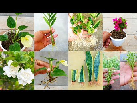 Plants that you can grow from cuttings easily