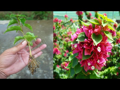 Faster way to grow Bougainvillea plant | How to grow bougainvillea plant