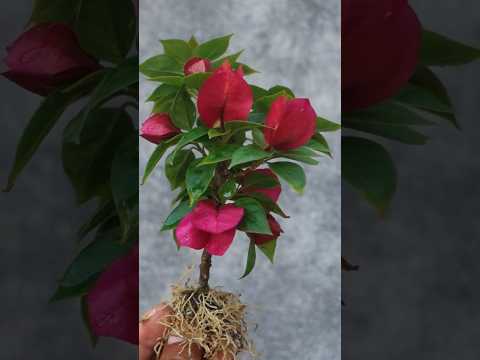 Bougainvillea cuttings propagation #gardening