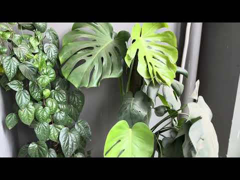 Tour My Beautiful Balcony Garden 🌿🏡 (Part 2) | Showcasing Lush Plants and Greenery