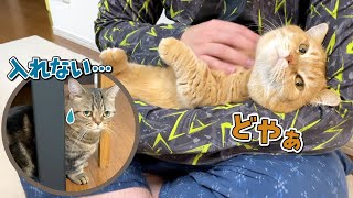 ツンデレな弟猫が甘えん坊のプロの兄猫に完敗しました…