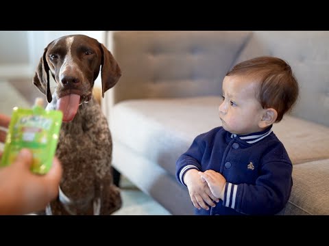 Dogs LOVE Baby Food?! Baby's Hilarious Reaction