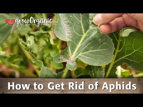 How to Get Rid of Aphids Organically