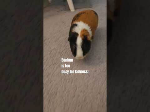 WHAT guinea pigs do?!