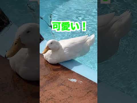 際のアヒル【#ゆずてん】#アヒル #あひる #アニマル #動物 #動物園 #アニマルビデオ #アニマルズ #animals #animal #animallover #animalshorts